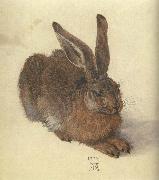 Albrecht Durer, A Young Hare